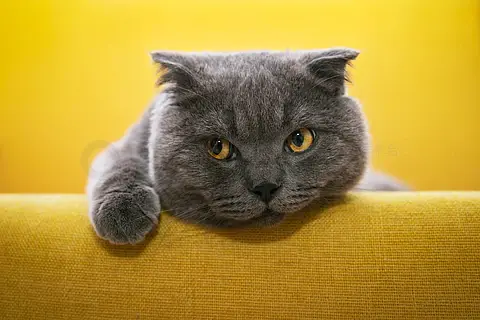 请输入图片描述